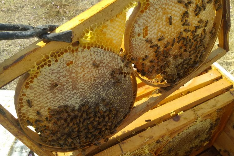 Kayseri'de 'Hacılarım Süzme Çiçek Balı' markası ile tüketiciye sunuldu -