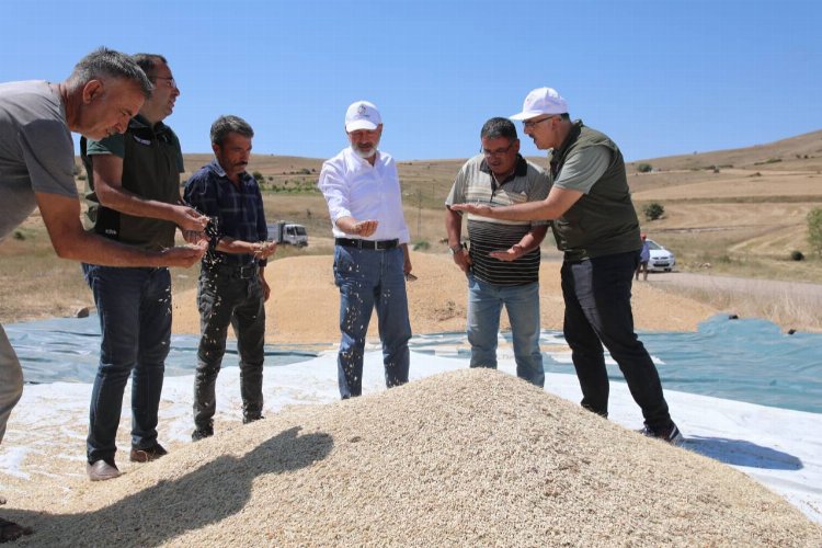Kayseri Kocasinan'da gacer buğdayı hasadı -