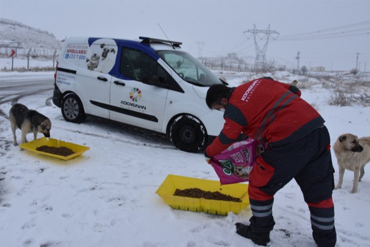 Kayseri Kocasinan hayvanları unutmadı -