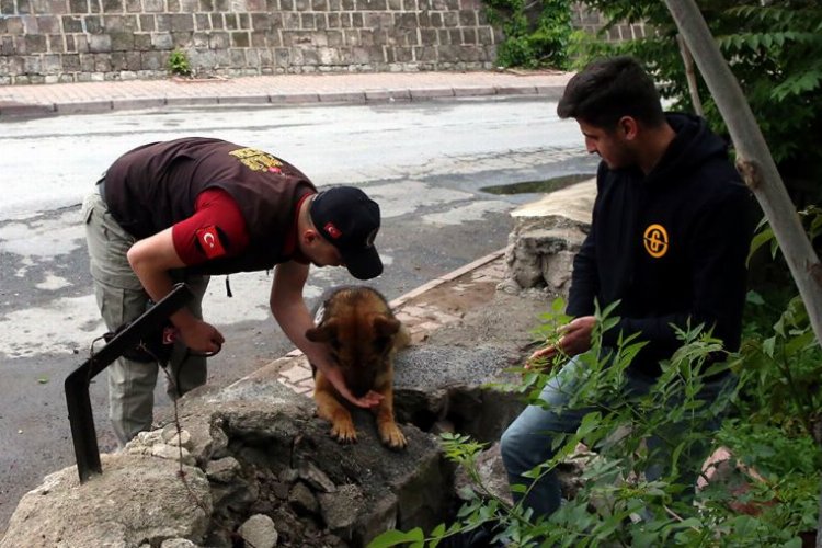 Kayseri'nin 'Reks'i iz peşinde -