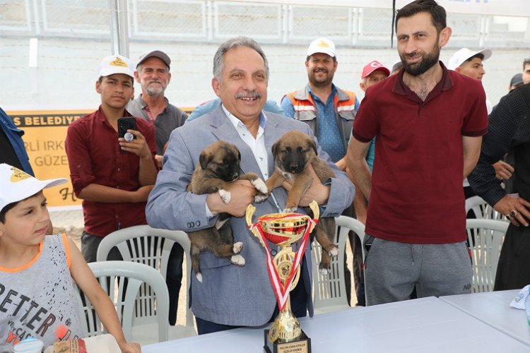 Kayseri Talas'ta Çoban Köpekleri Güzellik Yarışması -