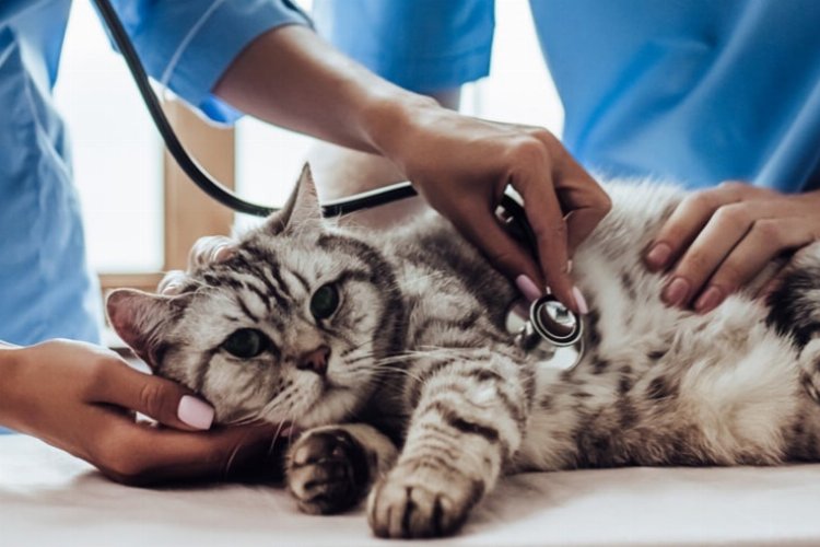 Kediler için sağlık kontrolleri şart! -