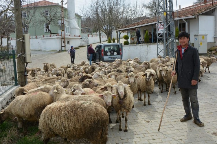Keşan ve çevresinde yabancı çobanlar revaçta! -