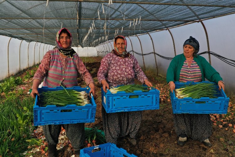 Kocaeli Büyükşehir'den kooperatiflere yüzde 75 hibeli tarım desteği -