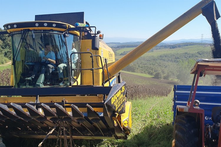 Kocaeli'de ayçiçeği hasadı -