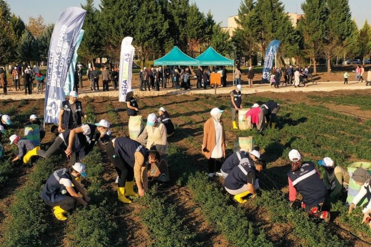 Kocaeli'de Sekapark organik tarıma geçiyor -