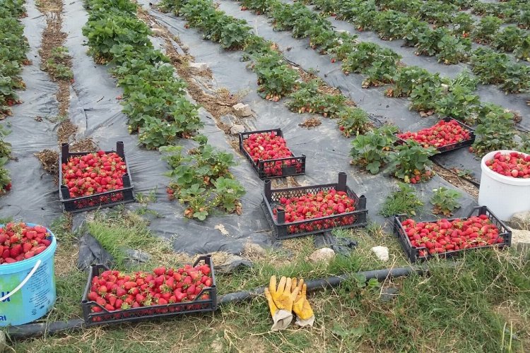 Kocaeli’de üreticilere 118 bin çilek fidesi dağıtıldı -