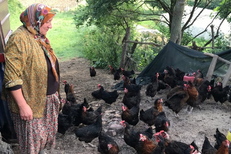 Kocaeli'de yüzde 50 hibeli yumurta tavuğu -