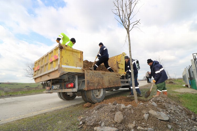 Kocaeli İhsaniye - Yalakdere arasında ağaçlandırma devam ediyor -