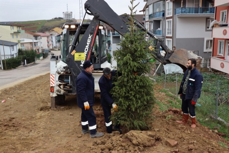 Kocaeli İzmit'te ağaçlandırma çalışması -