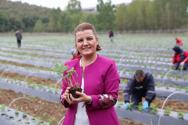 Kocaeli İzmit'te 'Çilek Köy' hamlesi -