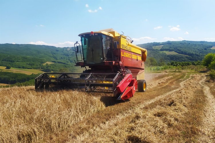 Kocaeli İzmit'te 'siyez' bereketi -