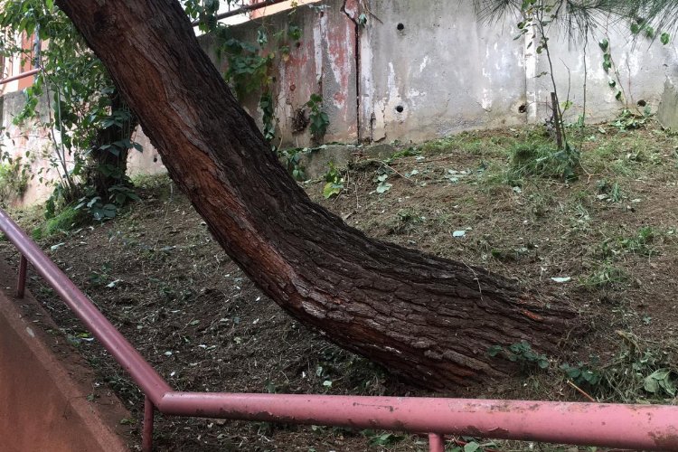 Kocaeli İzmit'te tehlike arz eden ağaca müdahale -