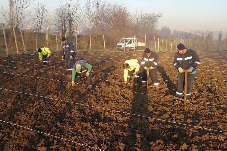Kocaeli'nde 10 bin çuha fide toprakla buluştu -