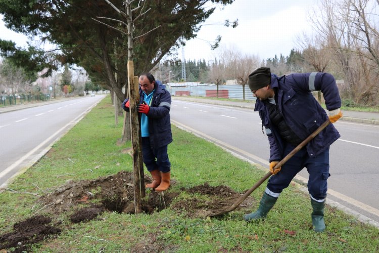 Kocaeli'nde ağaçlandırma Gölcük İpek Yolunda devam ediyor -