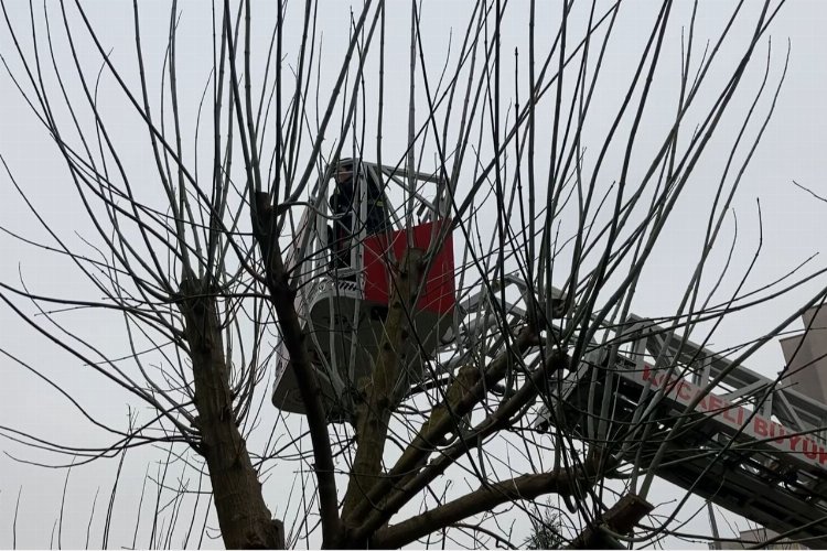 Kocaeli'nde ağaçta mahsur kalan kediyi itfaiye kurtardı -