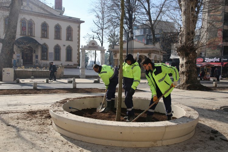 Kocaeli'nde asırlık çınarlara yenileri ekleniyor -