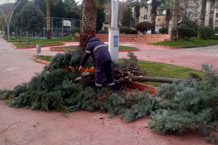 Kocaeli'nde zarar gören ağaçlar budandı 