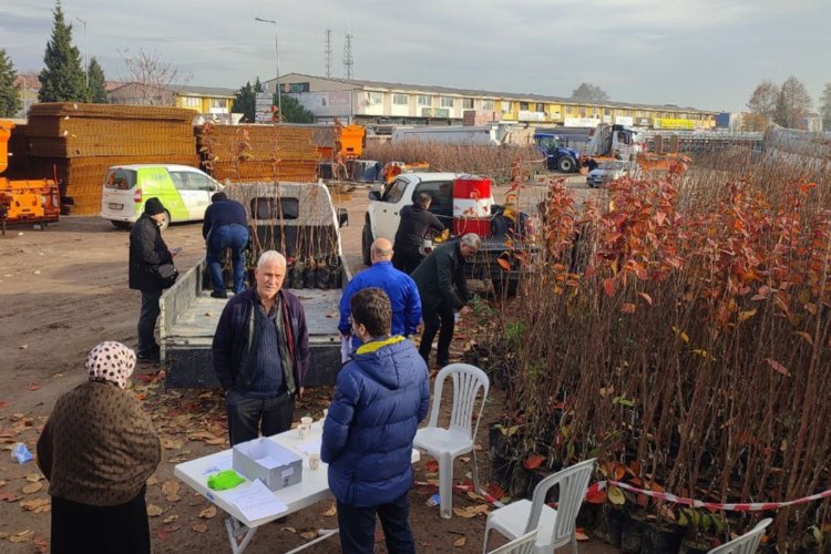 Kocaeli'nin yüzde 50 hibeli meyve fidanları dağıtılıyor -