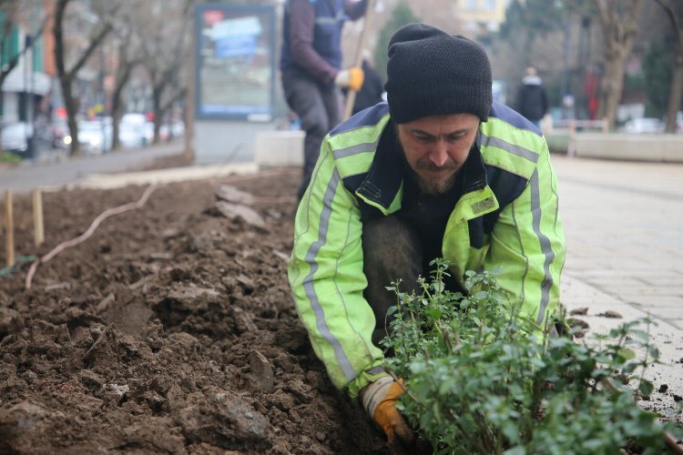 Kocaeli Yeni Yürüyüş Yolu yazın lavanta kokacak -