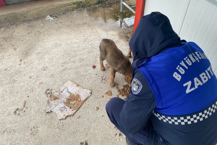 Kocaeli zabıta ekipleri patili dostları unutmadı -