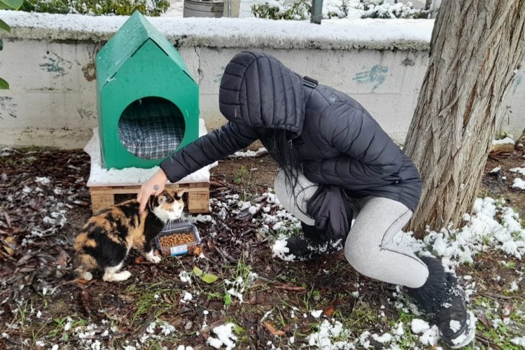 Kocaeli İzmit Belediyesi, kar nedeniyle ağaçta mahsur kalan kediyi kurtardı -