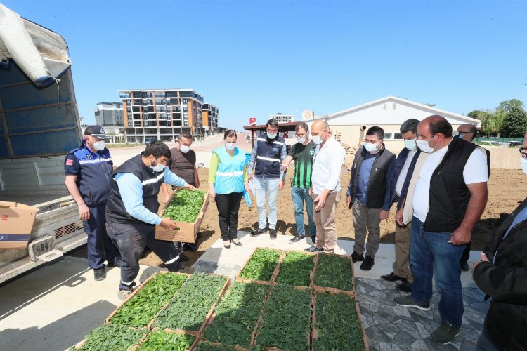 Kocaeli İzmit Belediyesi köylere binlerce fide desteği verecek -