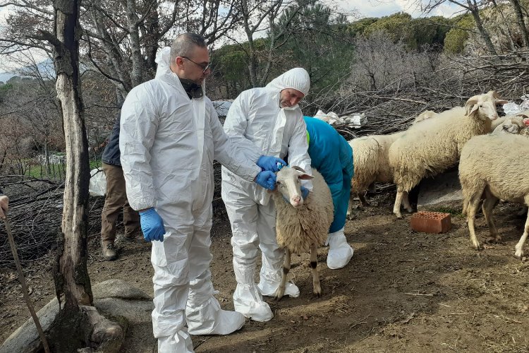 Kocaeli İzmit Belediyesi, üreticiye küçükbaş hayvan desteği verecek -