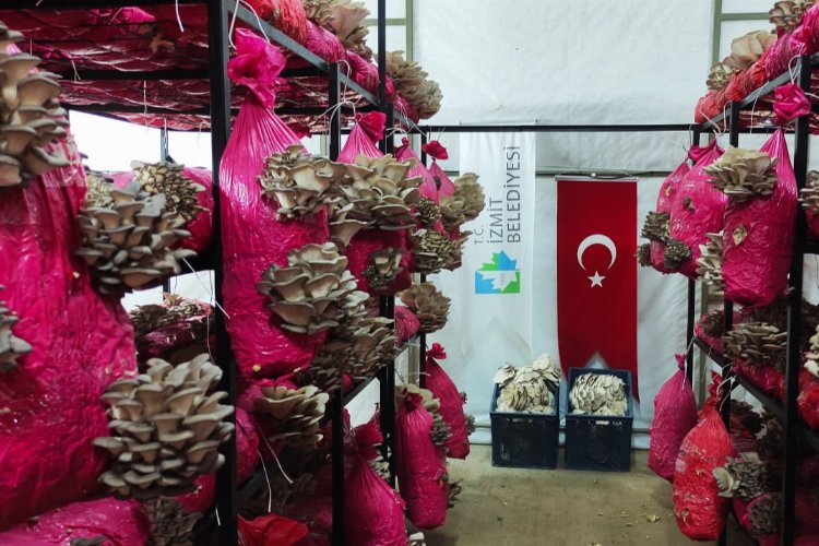 Kocaeli İzmit Belediyesi, vatandaşları istiridye mantarı ile buluşturuyor -