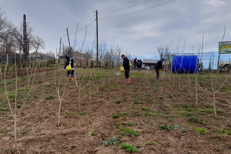 Kocaeli İzmit'te ipek böcekçiliği projesinde sona gelindi -