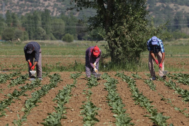 Konya Şeker 166 milyon TL avans ödeme yapacak -
