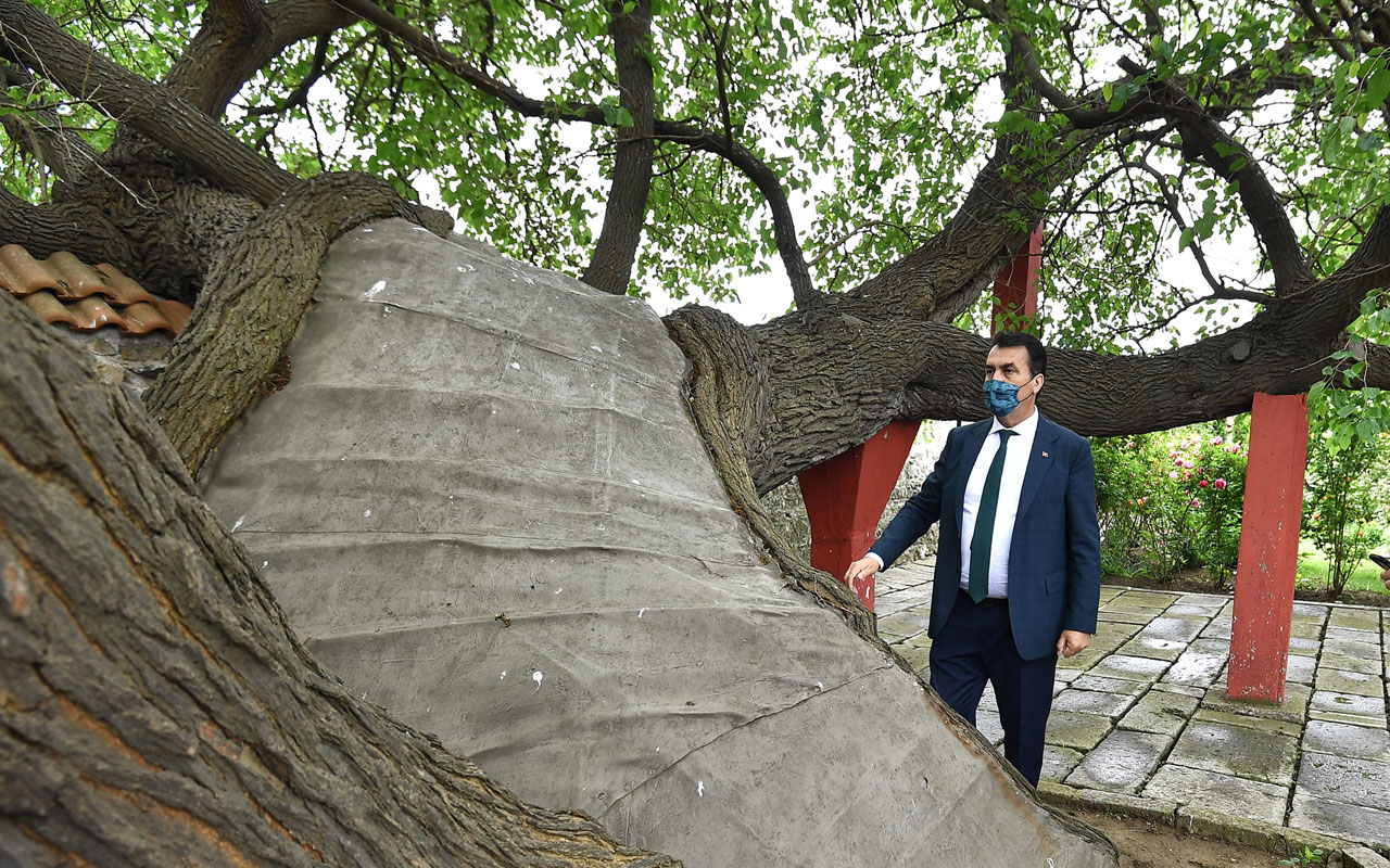 Kosova’daki tarihi ağacı Bursa yaşatıyor