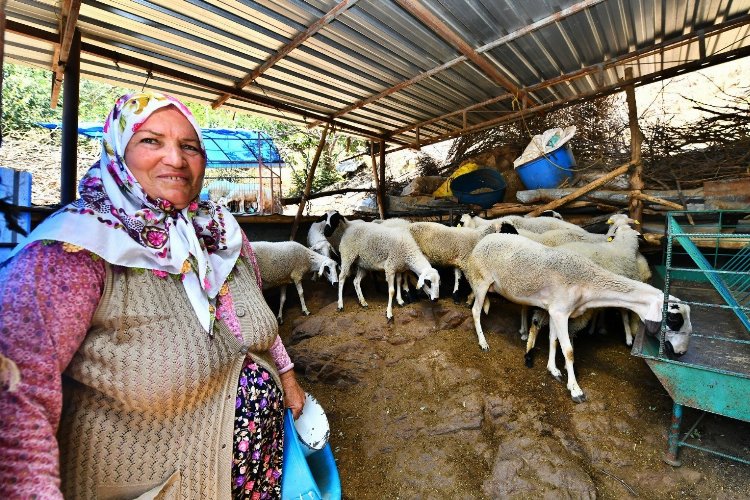 Koyun desteği meyvesini veriyor! Umut sürüsü büyüyor -