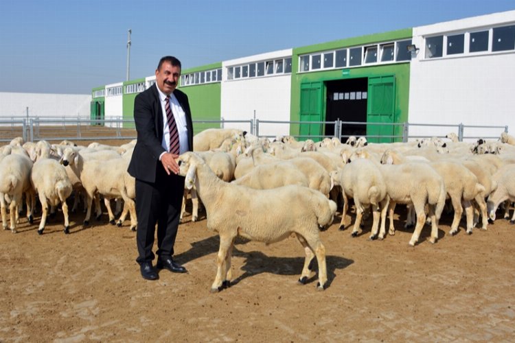 Küçükbaş hayvan işletmelerinde kurbanlık satışları tavan yaptı -