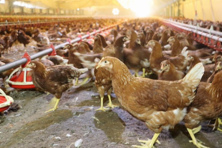 Kümes hayvancılığında yumurta üretimi arttı -