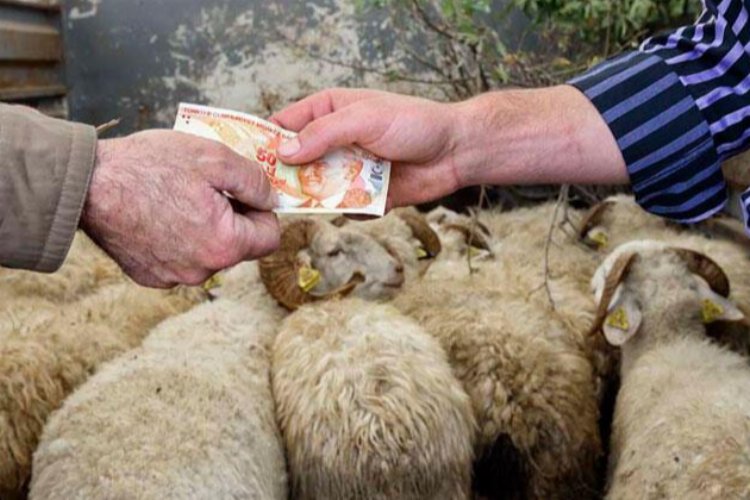 Kurbanlık satışını başvuru ile yapacaklar! -
