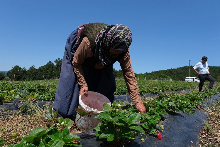 Küresel iklim değişikliği Bursa'da da tarımı vurdu! -