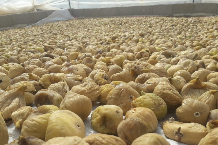 Kuru incir ihracatında hedef 70 bin ton -