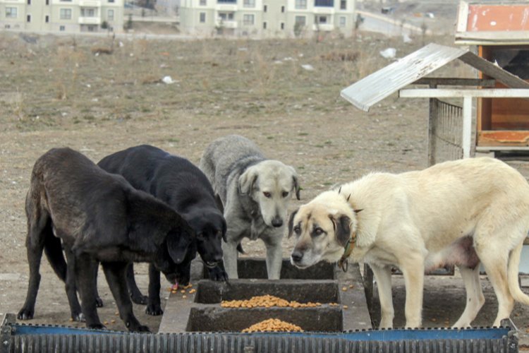 Kütahya can dostlarını yalnız bırakmadı -