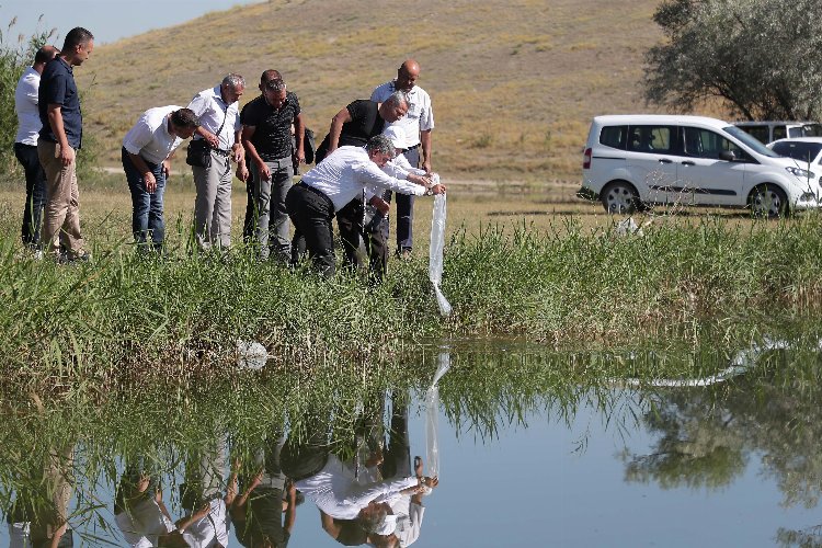 Kütahya Yedigöller'e 150 bin adet balık bırakıldı -