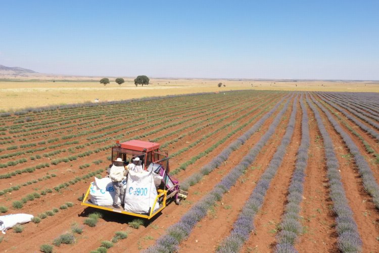Lavanta üretimine Büyükşehir desteği -