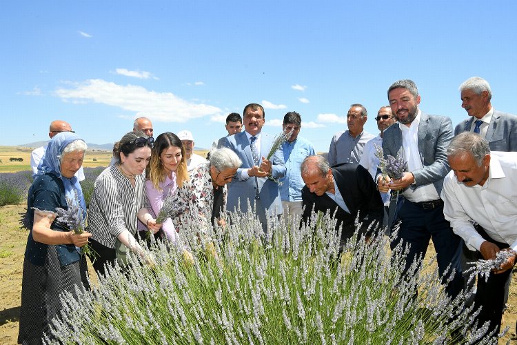 Malatya Arguvan'da lavanta hasadı -