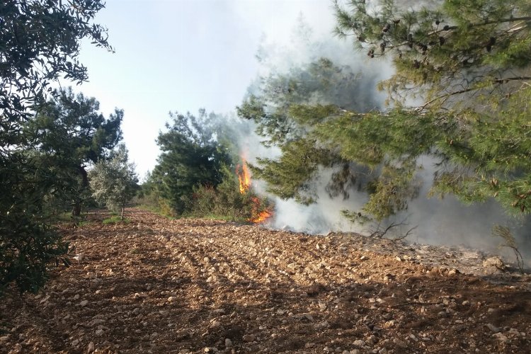 Manisa Akhisar’da ormanlık ve zeytinlik alandaki yangına müdahale -