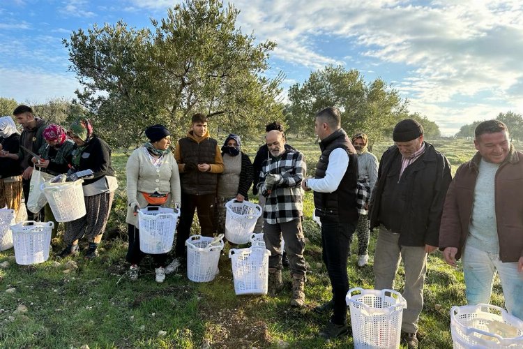 Manisa Akhisar'da zeytin üreticisine koruyucu malzeme -