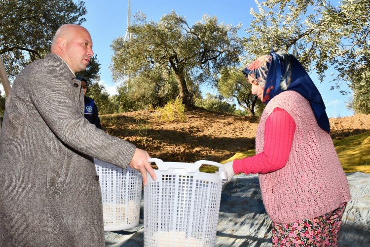 Manisa Büyükşehir zeytin emekçilerine desteğini sürdürüyor -