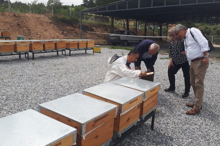 Manisa'da ana arılar teslime hazır -