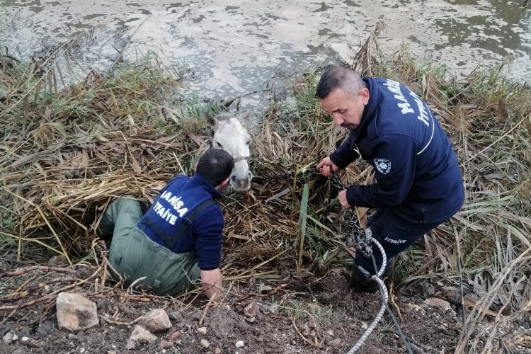 Manisa'da dereye düşen atı itfaiye kurtardı -