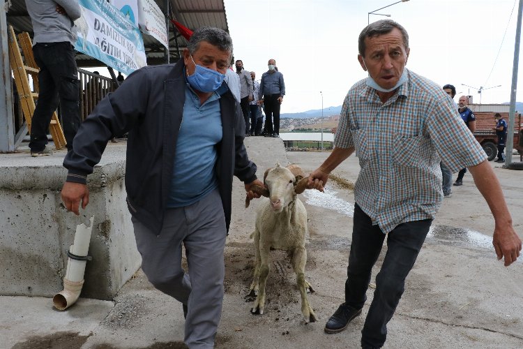 Manisa'da hayvan üreticilerine damızlık koç ve teke desteği -