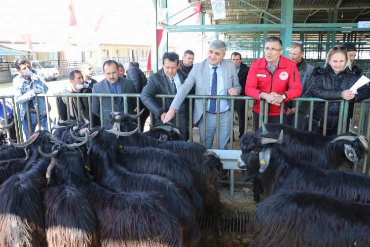 Manisa'da üreticilerin sürü kalitesi artacak -