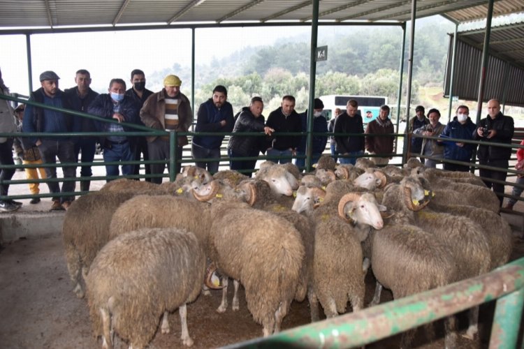 Manisa'da 'sürü iyileştirme'ye devam -